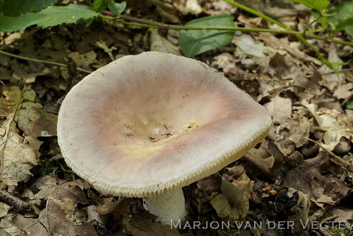 Smakelijke russula - Russula vesca